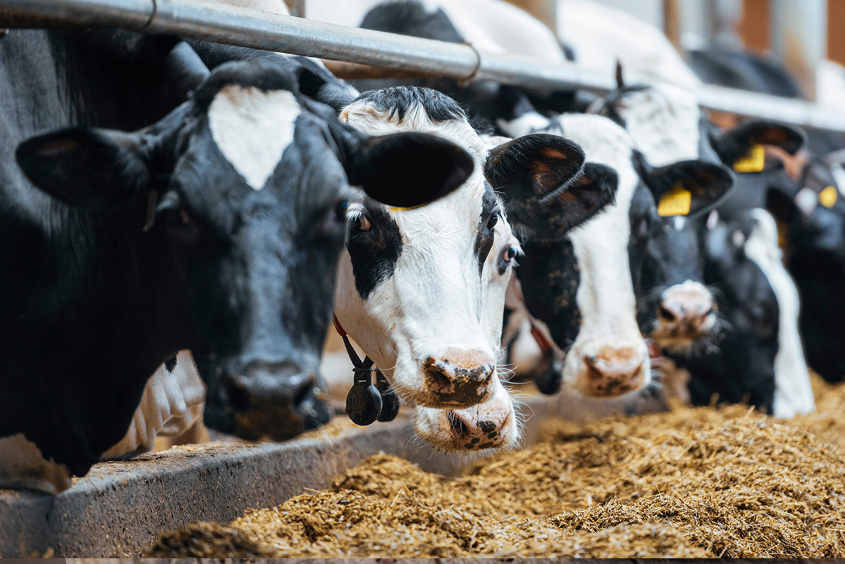 cattle feed