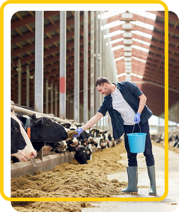 cattle feed